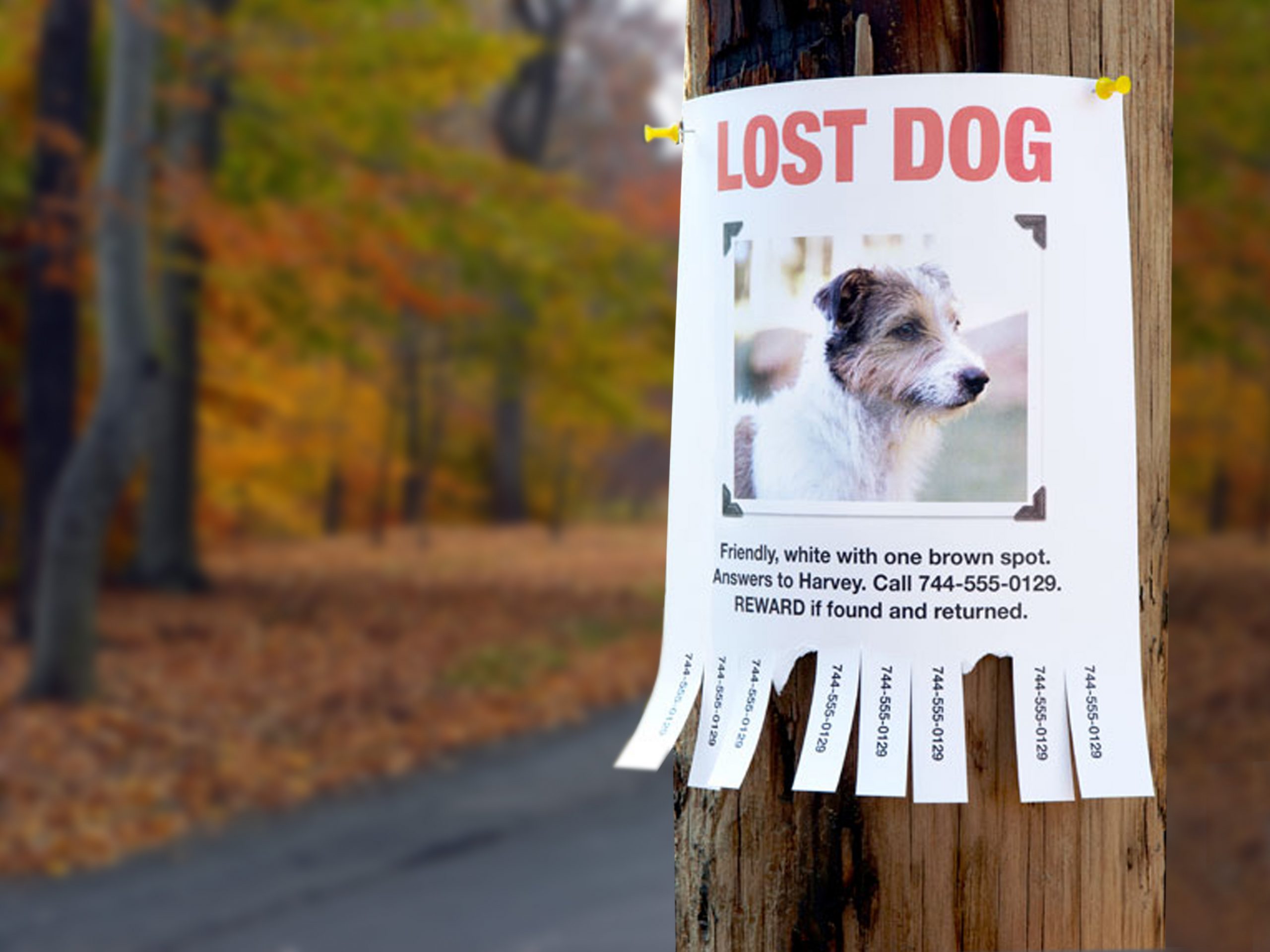 Truckee, California: Why Are There So Many Lost Dogs